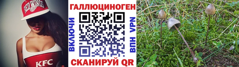 наркошоп  Зерноград  Псилоцибиновые грибы Psilocybe 